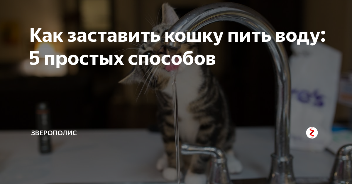Как часто котёнок должен пить воду Как определить, достаточно ли он пьёт Почему котёнок отказывается от воды Как приучить, какую воду лучше давать