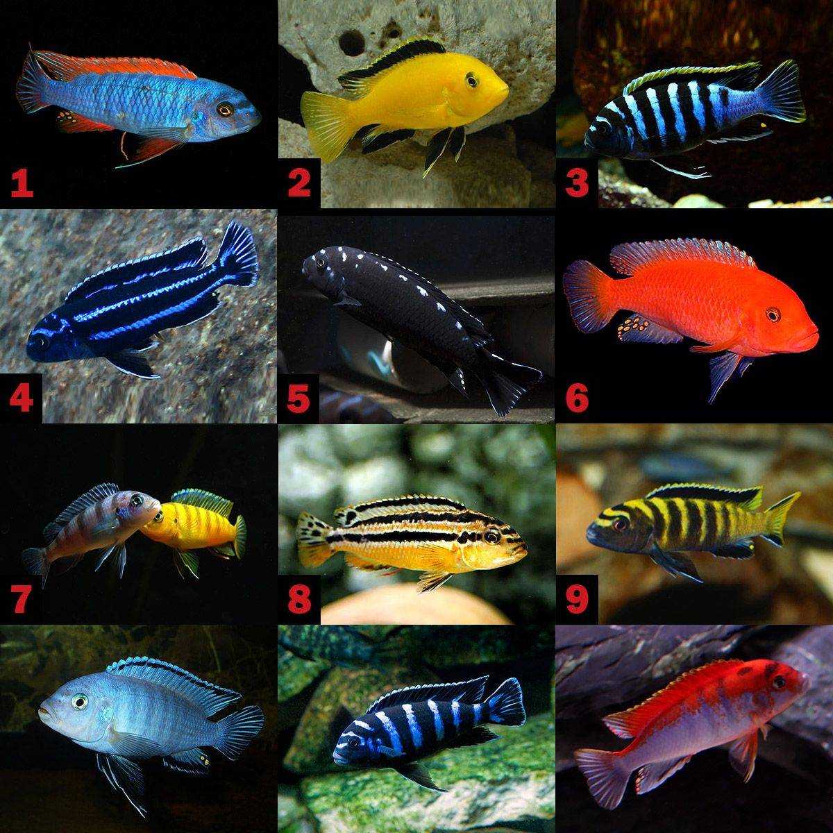 Как узнать, каких рыб можно заселять в один аквариум