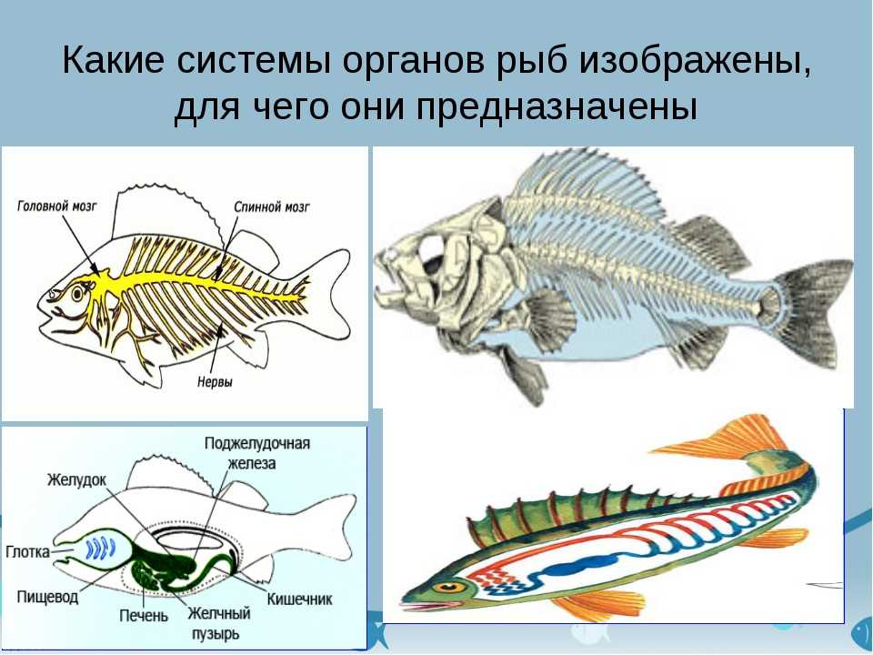 Какие системы органов у рыб. Системы внутренних органов рыб строение функции. Внутреннее строение рыб таблица нервная система. Перечислите системы органов рыб. Биология 7 класс система органов и органы рыбы.