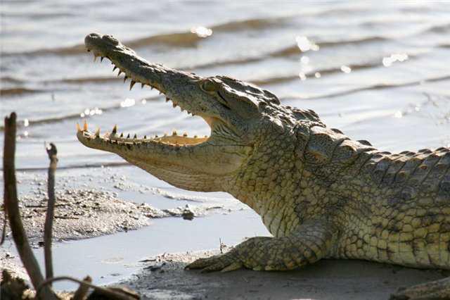 Аллигатор животное. образ жизни и среда обитания аллигатора | животный мир