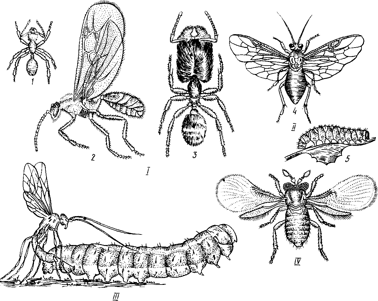 Перепончатокрылые. общая характеристика, размножение и жизненный цикл медоносных пчел