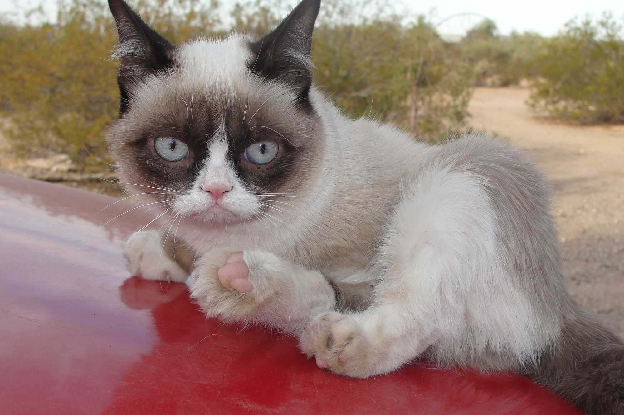 Самый грустный кот (фото): все о пушистой знаменитости