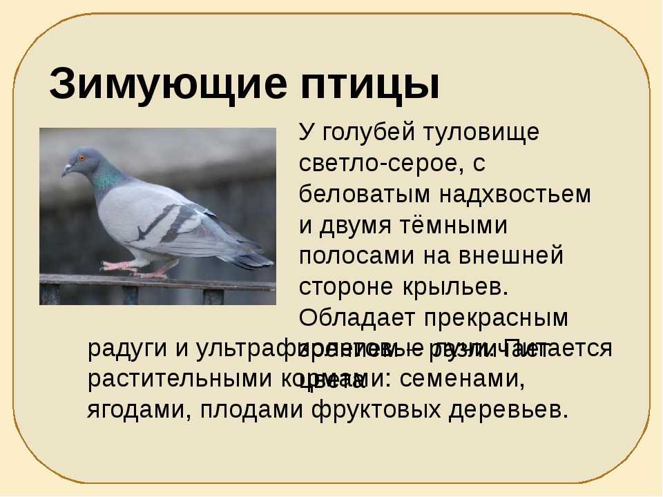 Тема голубь. Описание голубя. Рассказ про голубя. Голубь краткое описание. Описание голубя кратко.