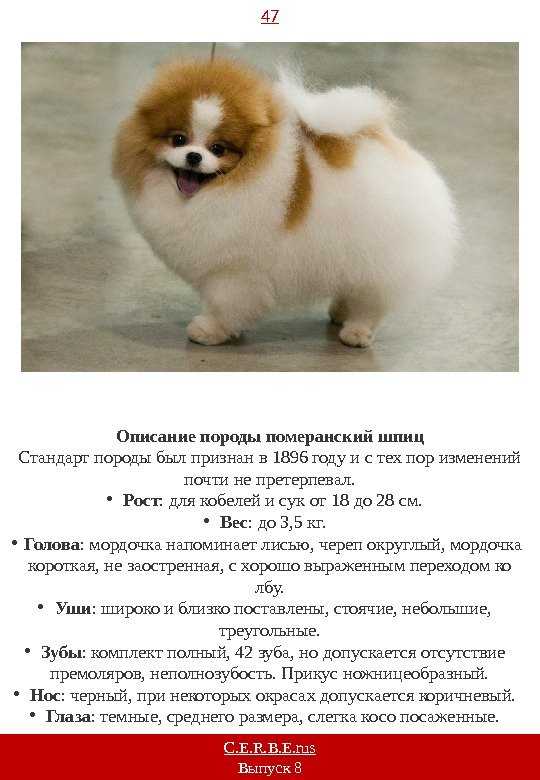 Сиба ину (шиба ину): описание и характеристика породы с фото — pet-mir.ru