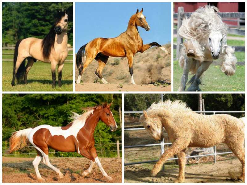 Красивые фото лошадей арабской породы и их описание