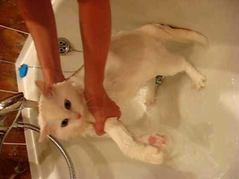 Когда надо мыть котенка первый раз, как правильно это делать и часто ли можно купать маленького питомца?