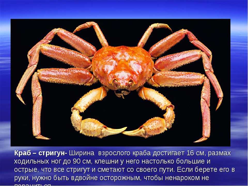 Краб черноморский: размеры, чем питается, описание. какие крабы обитают в черном море где обитает песчаный краб