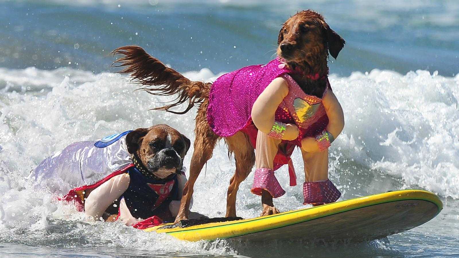 ᐉ бассейн для собак: развлечение или необходимость? - ➡ motildazoo.ru