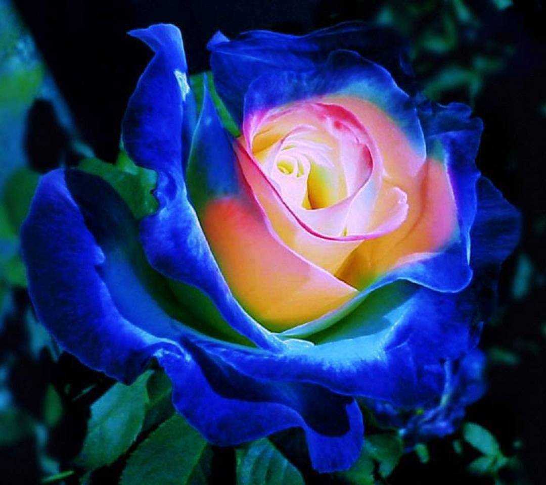 Самые красивые и необычные розы