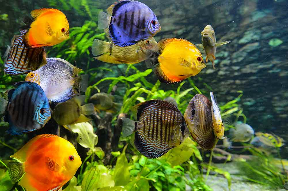 Санитары аквариума — особи борющиеся с водорослями