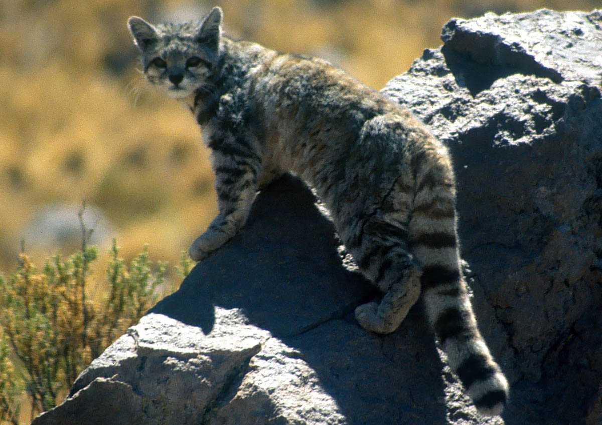 Кот живущий в горах. Кот живущий в горах