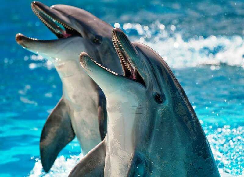 Морские биологи выяснили, что, оказывается, каждый дельфин обладает своим уникальным сигналом-свистом По сути, этот свист - что-то вроде имени или подписи, который животное издаёт при встрече с другими дельфинами