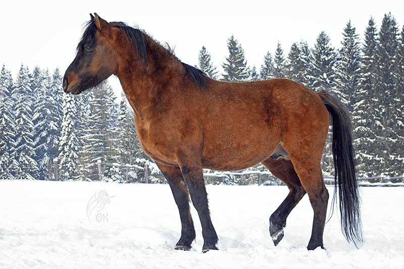 Как масти лошадей влияют на характер и здоровье животного