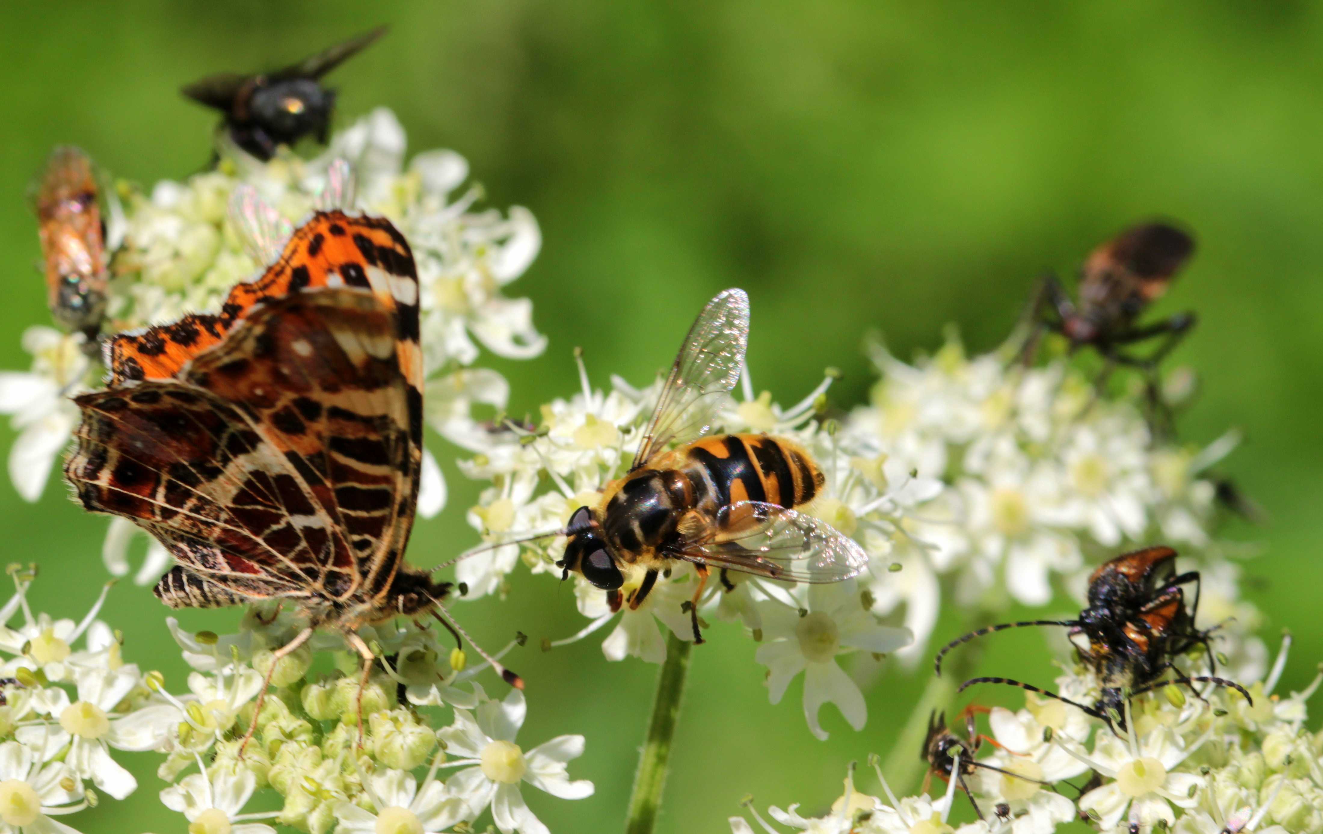 Тычинки и пестики помогают нам объяснить детям вопросы отношения полов Но и цветам часто необходима помощь в репродуктивном плане от птиц и пчел, не говоря уже о летучих мышах, бабочках, ящерицах и приматах Медоносным пчелам принадлежит большая часть слав