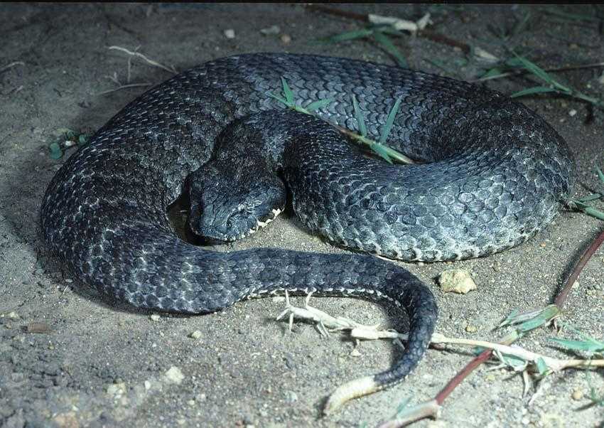 Укус этих змей может принести погибель любому живому существу Как называются 10 самых ядовитых змей в мире