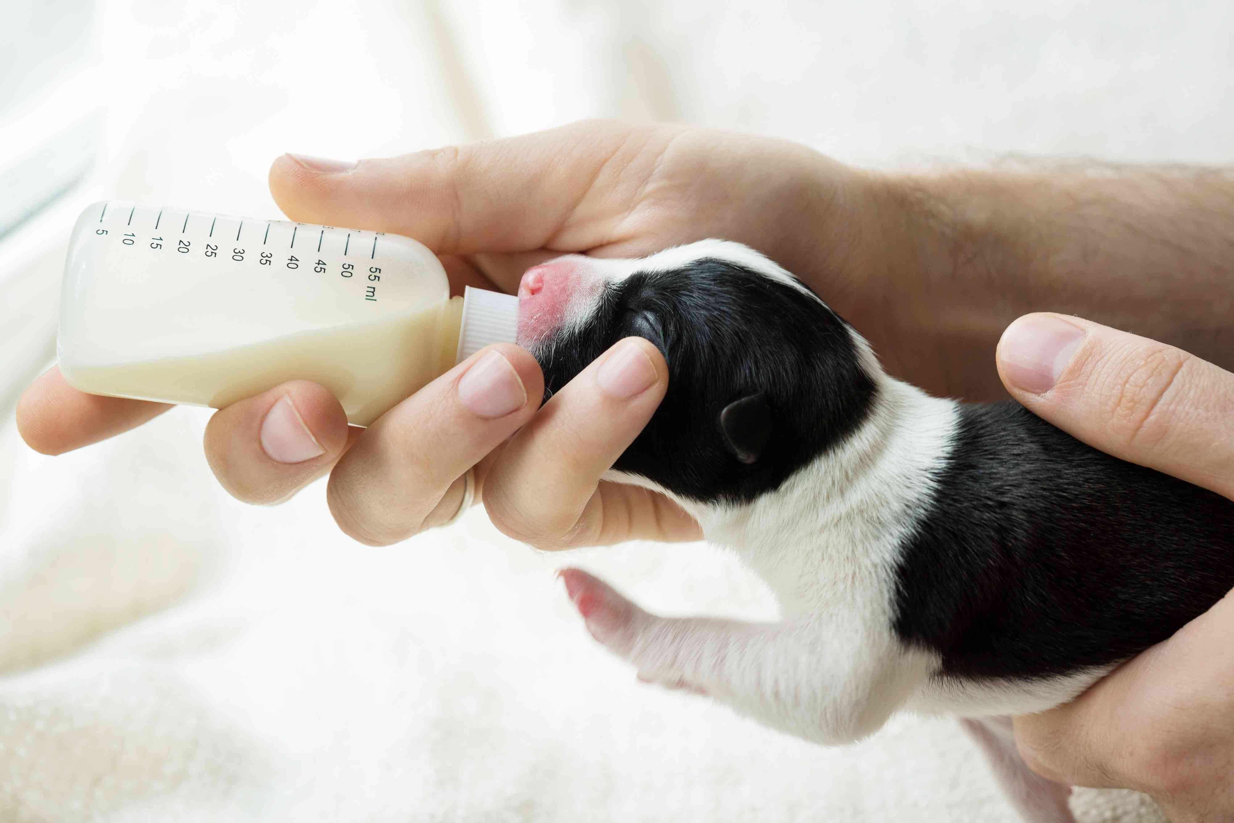 Как выкормить новорожденных щенков без матери? чем кормить новорожденных щенков без матери: список смесей