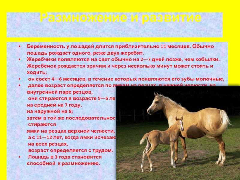 Классификация пород лошадей