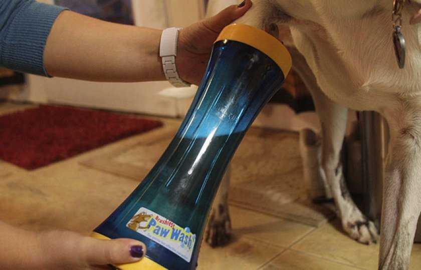 Как правильно мыть лапы собаке после прогулки, как приучить питомца к мытью грязных лап в квартире