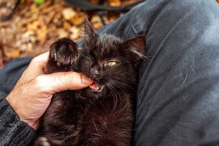 Как отучить котенка кусаться, кидаться и царапаться - luculentia.ru