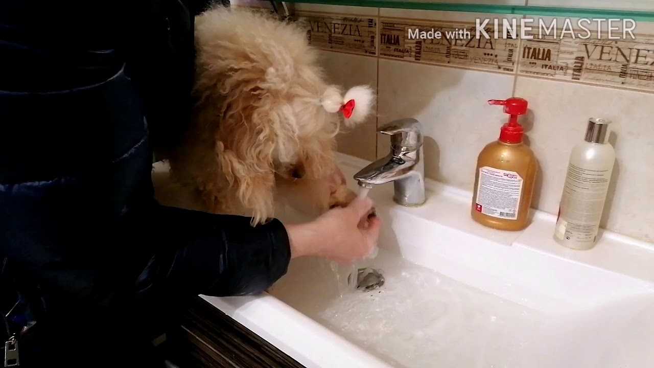 Как правильно мыть лапы собаке после прогулки | hill's