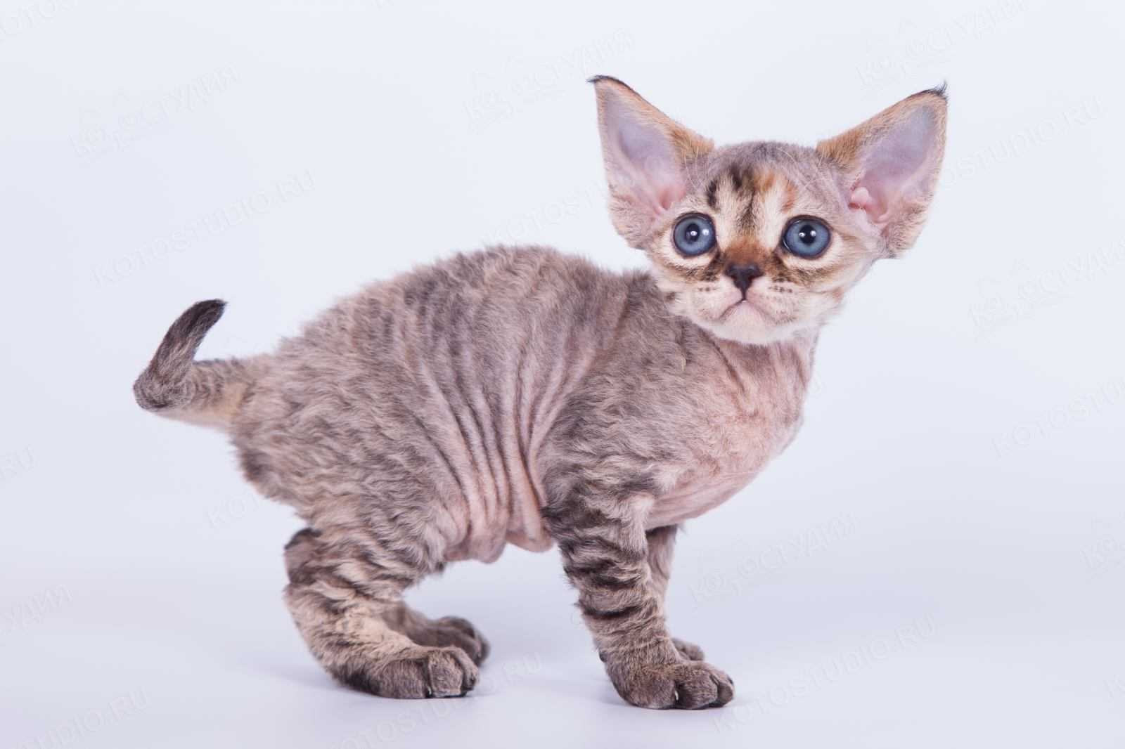 Порода кошек богемский рекс: описание, фото, характер