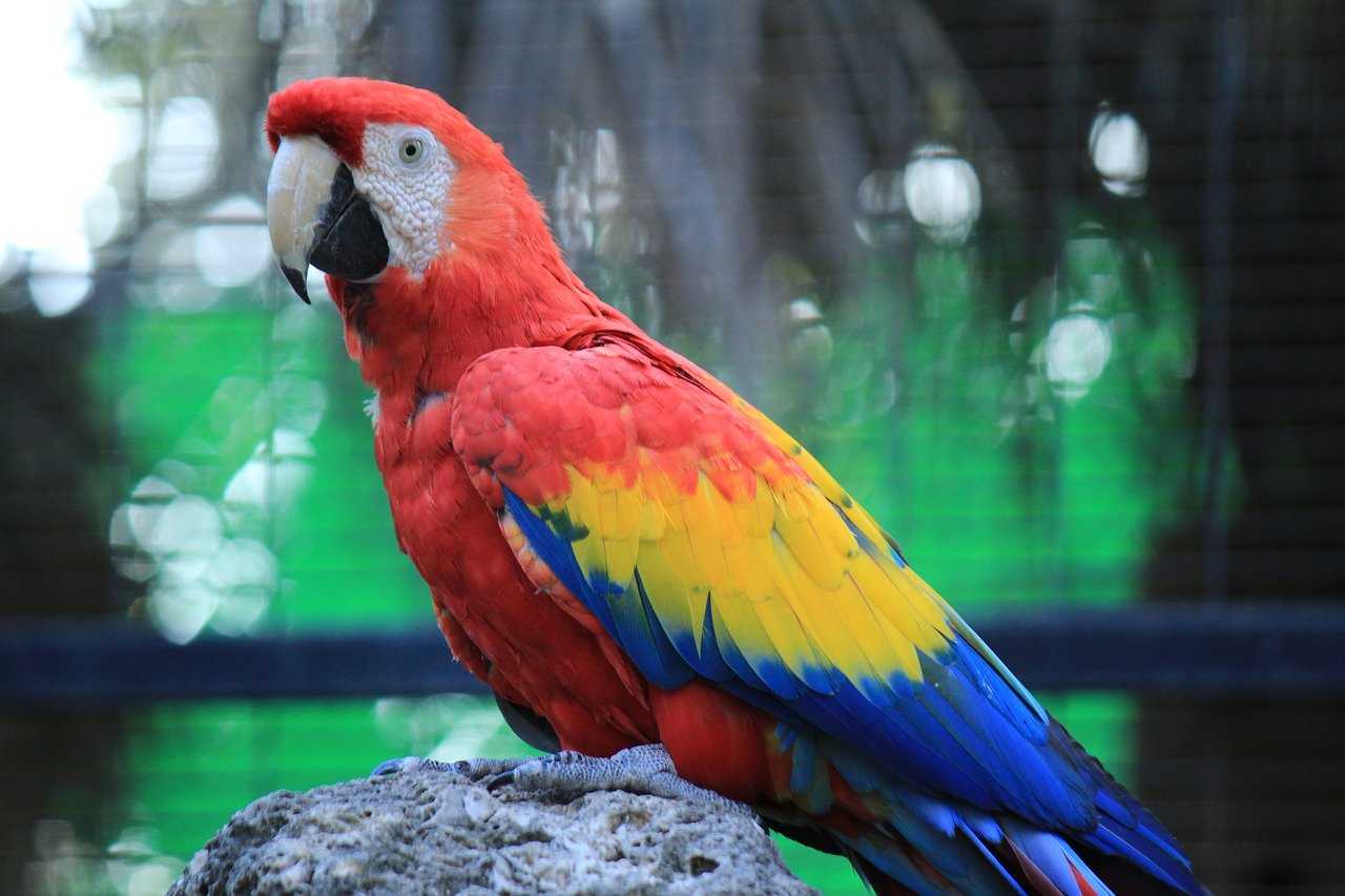 Самые большие попугаи в мире: фото и описание