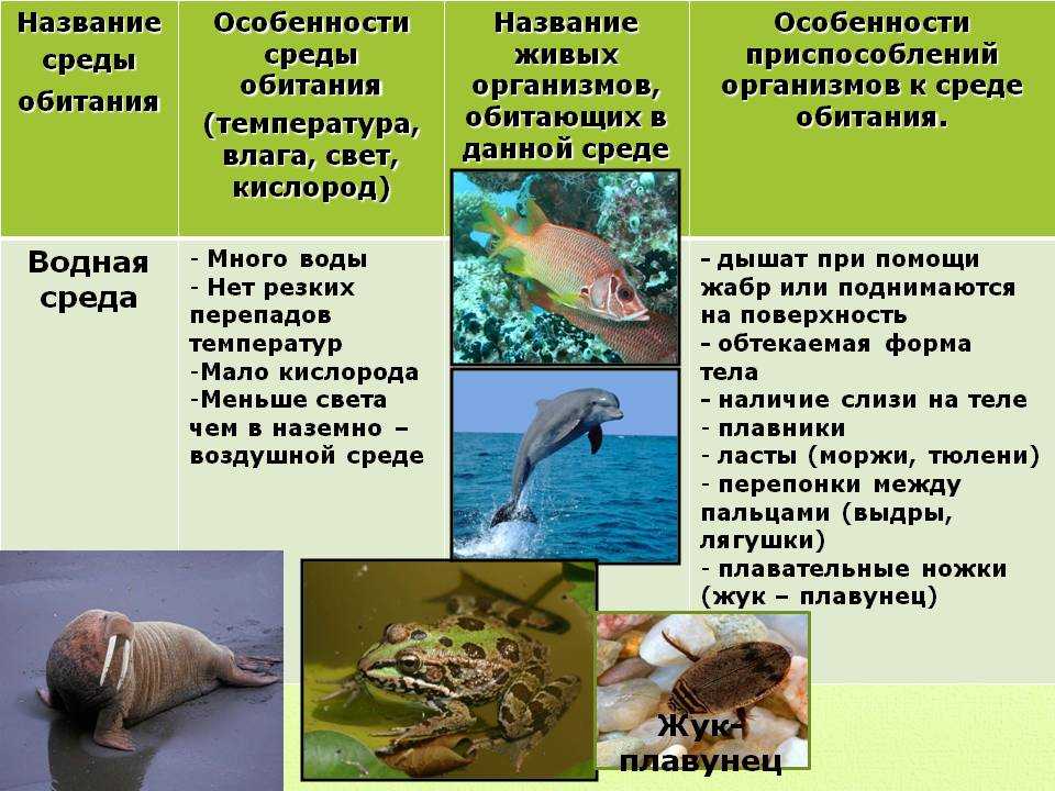 Ласка животное: фото и описание. внешность ласки, размер, места обитания и повадки зверя куница фото куниц