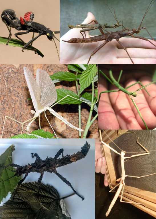 Палочник насекомое. образ жизни и среда обитания палочника | животный мир