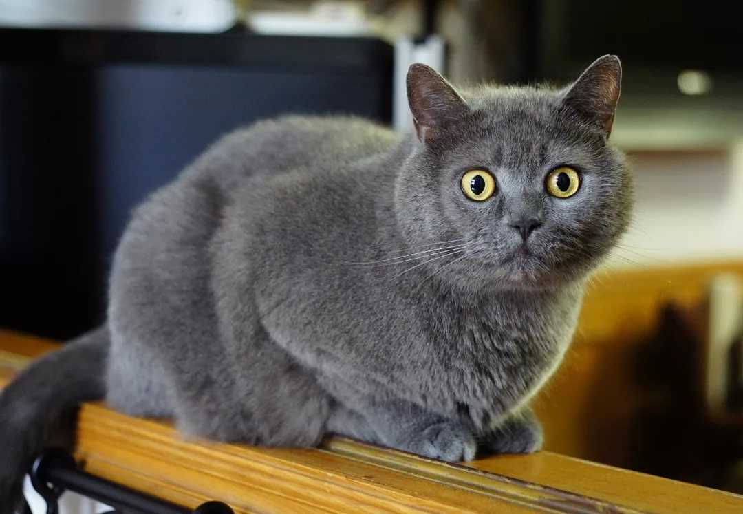 Шоколадные британские котята. голубые британские котята. шоколадный британский котенок. британский голубой котенок. фото шоколадных британских котят.