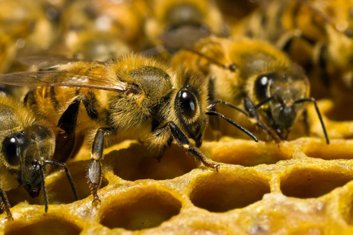 Что используют пчелы. Среднерусская медоносная пчела. Пчела Карника. Бурзянская пчела. Медоносная пчела. Пчеловодство.