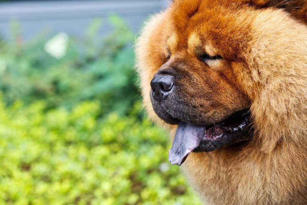 Собака с синим языком: как называется порода