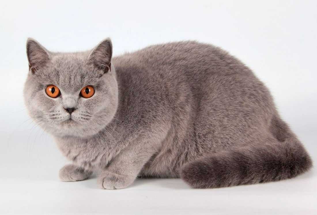 Европейская короткошерстная кошка: описание породы с фото и особенности ухода за животным