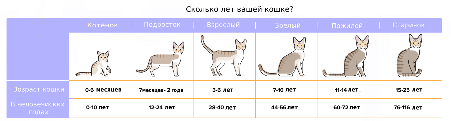 Сколько котят рожает кошка в первый раз?
