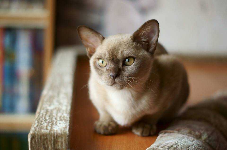 Плюсы и минусы бурманской породы кошек | плюсы и минусы