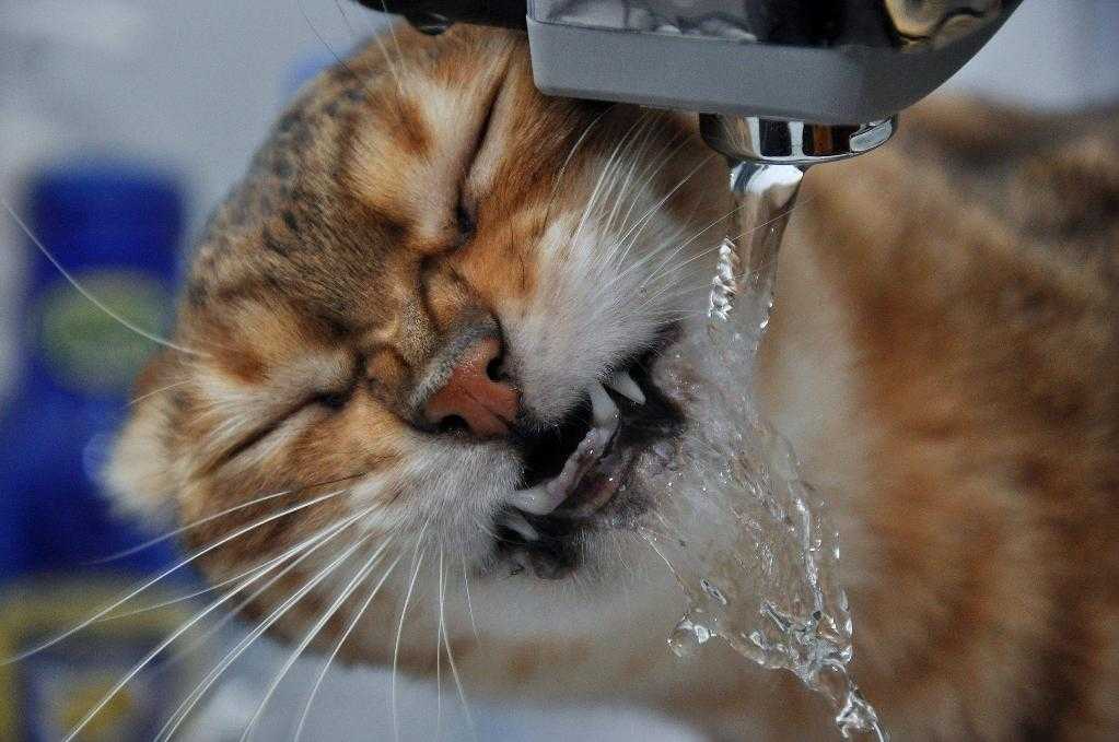 Зачем кошка трогает лапой воду в блюдце?