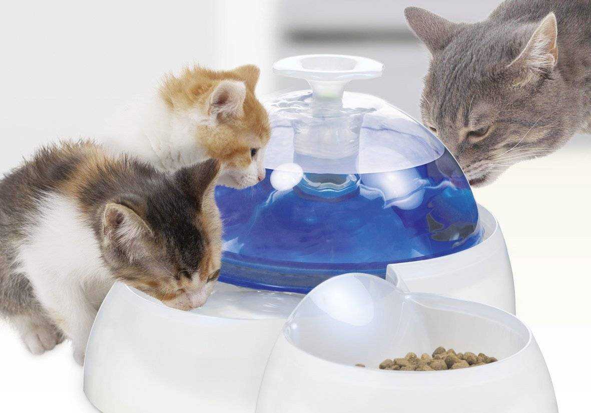 Как научить котенка кушать самостоятельно, с какого возраста они начинают есть сами