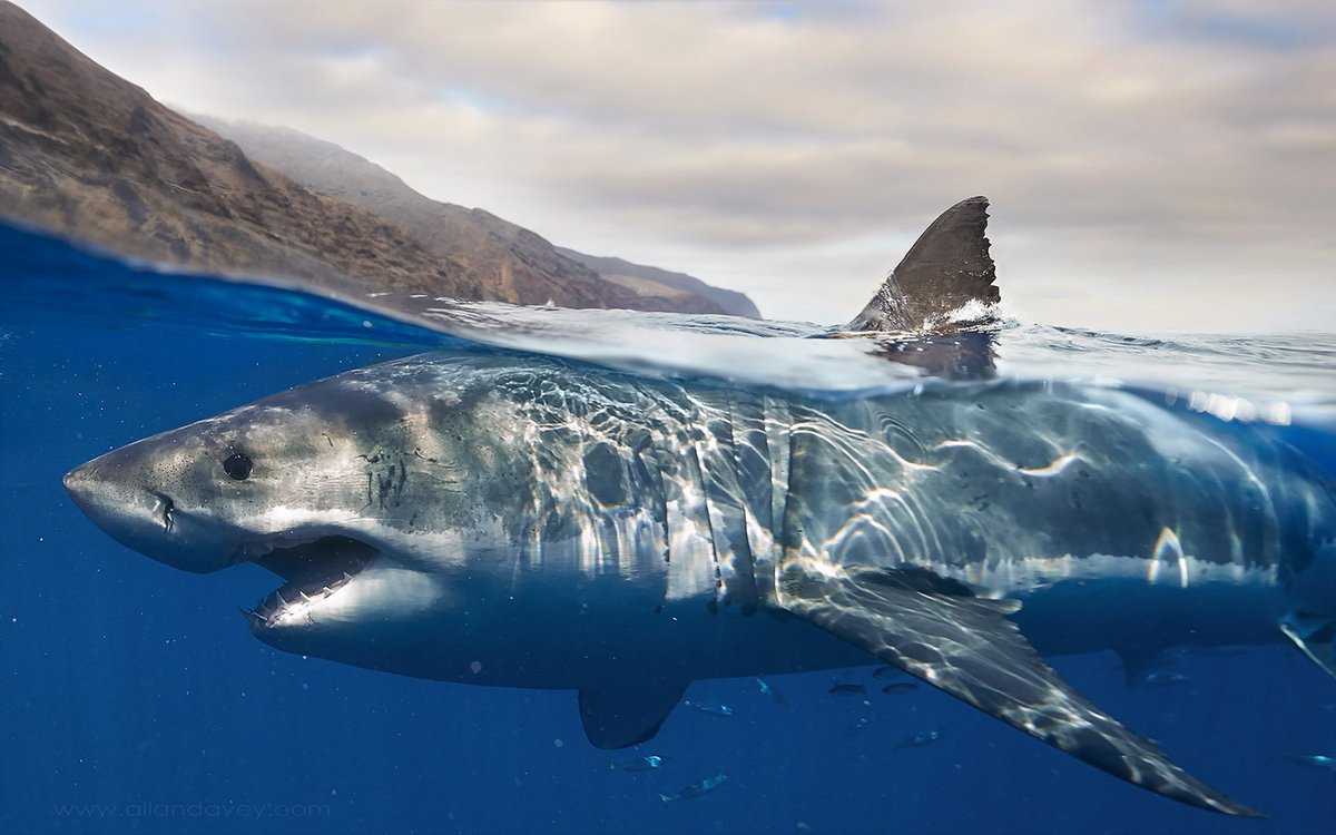 Китовые акулы интересные факты. заплыв с китовой акулой. | интересные факты
