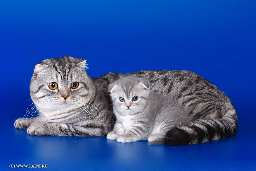 Порода кошек фолд. Шотландская вислоухая кошка. Порода кошек Шотландская вислоухая. Скоттиш-фолд Шотландская порода кот. Порода кошек шотландский скоттиш фолд.