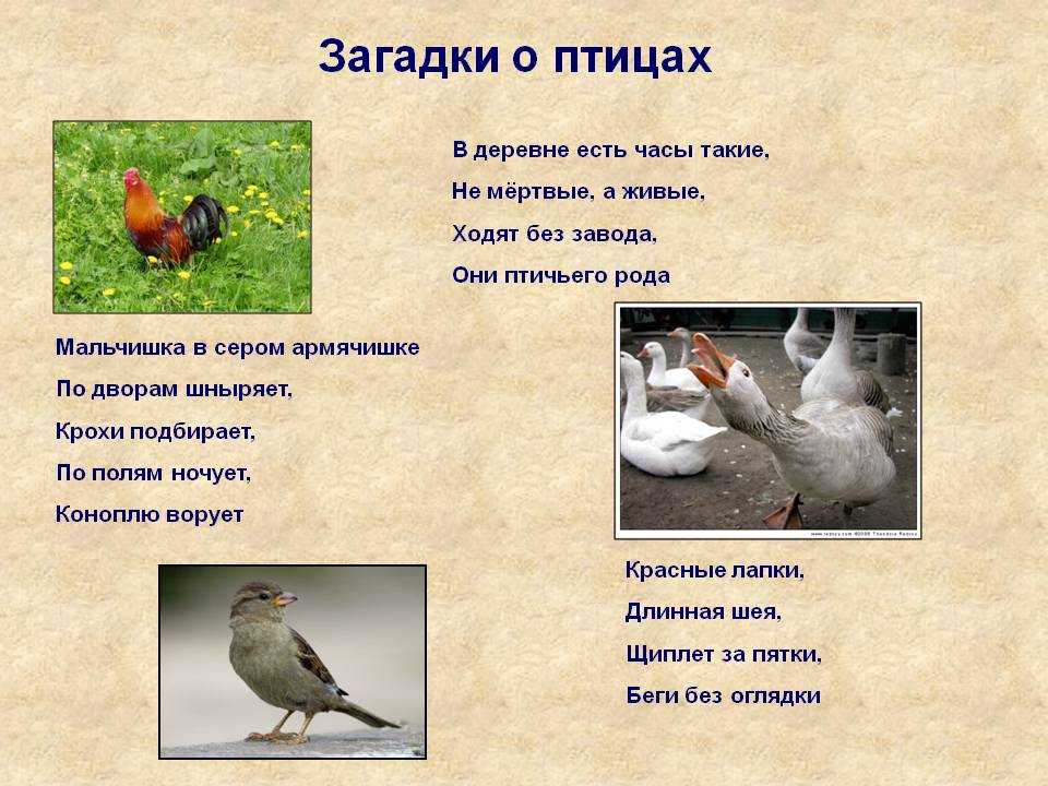 Загадки про домашних птиц для детей
