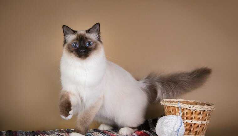 Священная бирманская кошка (священная бирма): 100 фото, цена котят, характер, содержание, особенности породы, отзывы