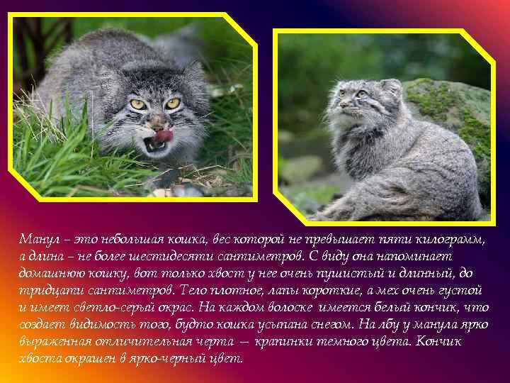 ᐉ степной кот: 63 фото дикой кошки felis libyca, описание, виды - zoogradspb.ru