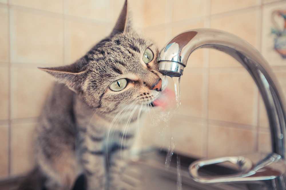 Многие хозяева с неудовольствием замечают, что их кошки, по-видимому, питают пристрастие к воде из уличных луж и канав, несмотря на то, что на кухне для них всегда припасены чистые, как слеза, вода или молоко