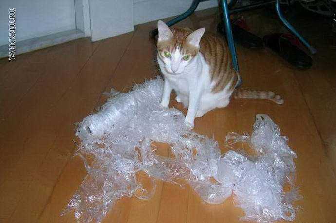 Что делать, если кот лижет пакеты?