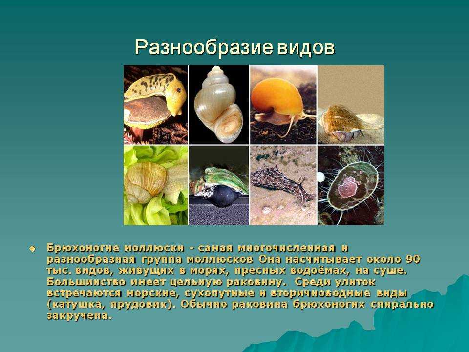 Биология брюхоногих моллюсков. Многообразие брюхоногих. Представители типа моллюсков. Многообразие брюхоногих моллюсков. Тип моллюски многообразие.