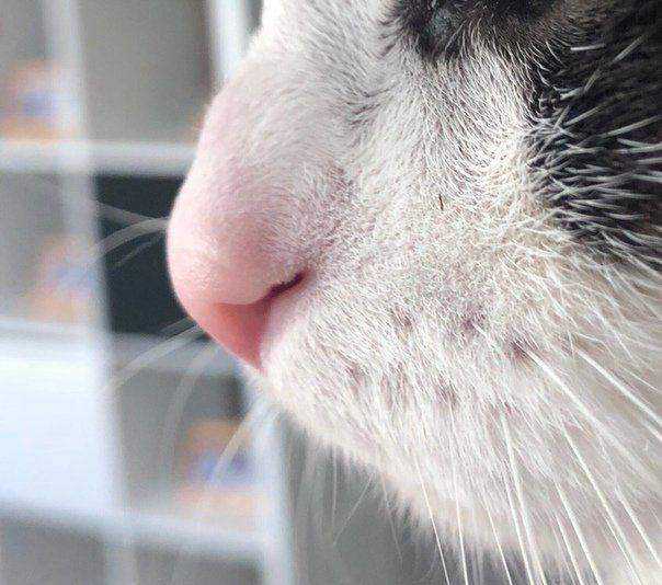 Сухой нос у кота. что это значит? список опасных болезней и естественных причин