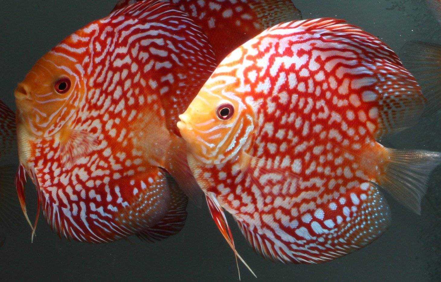 Мирные аквариумные рыбки: самые популярные виды, фото, видео