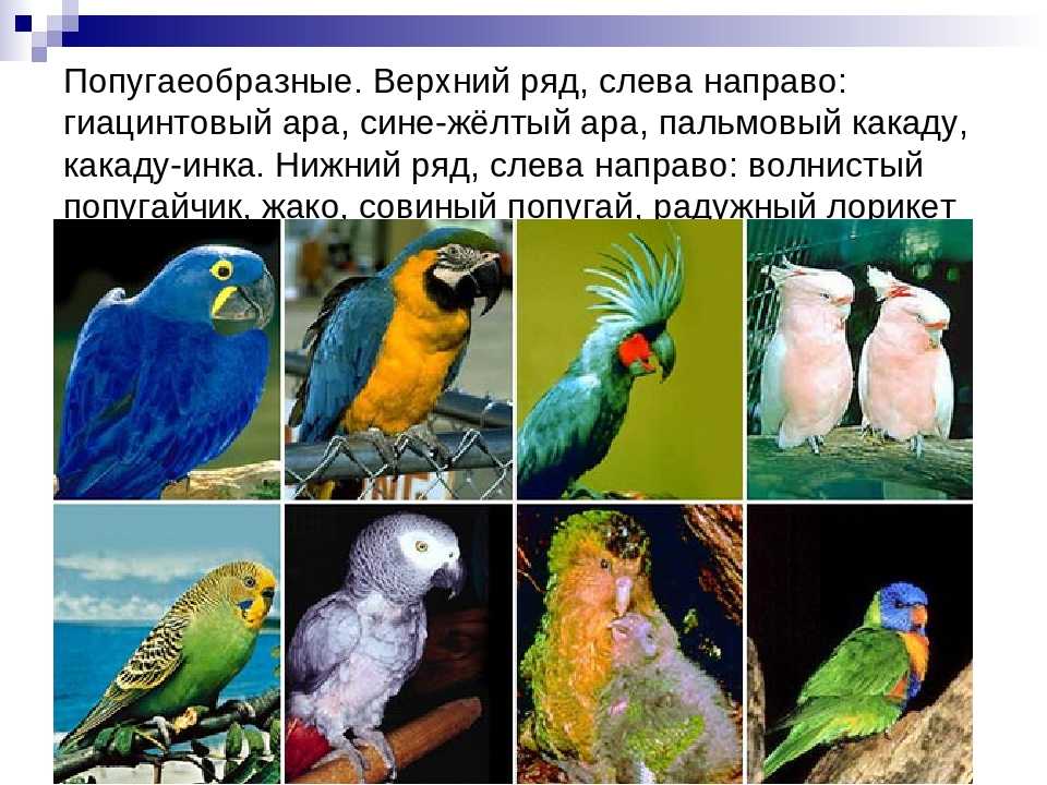 Самые дорогие попугаи в мире топ 10 — фото и описание