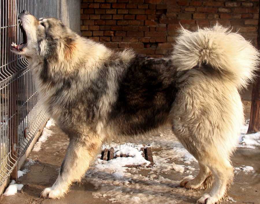 Тоса-ину: японская бойцовая собака