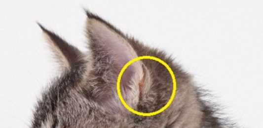Если у кошки горячие уши: нормальное явление или стоит волноваться? | ваши питомцы