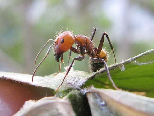 Рыжий муравей питание